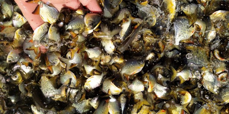 Rio Vivo: conheça as espécies de peixes que estão repovoando as águas doces do Paraná