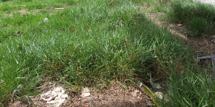 Terreno na Avenida Jorge Walter