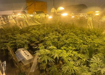 Polícia Militar localiza estufa com 415 pés de maconha em Campo Largo