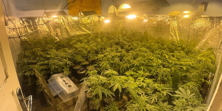 Polícia Militar localiza estufa com 415 pés de maconha em Campo Largo