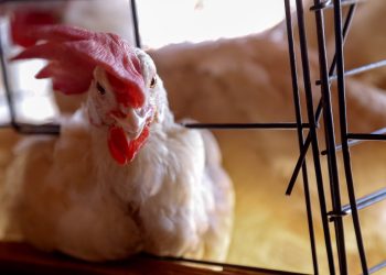 Governo federal suspende criação de aves ao ar livre sem tela de proteção superior