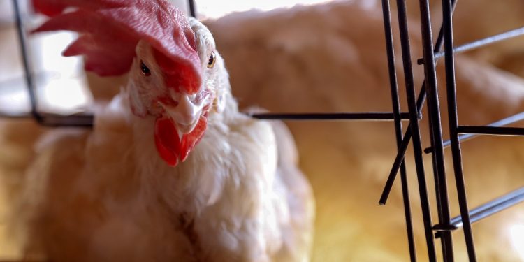 Governo federal suspende criação de aves ao ar livre sem tela de proteção superior
