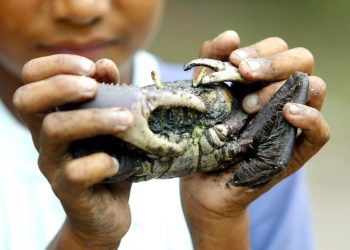 Captura do caranguejo-uçá volta a ser proibida no Paraná a partir deste sábado