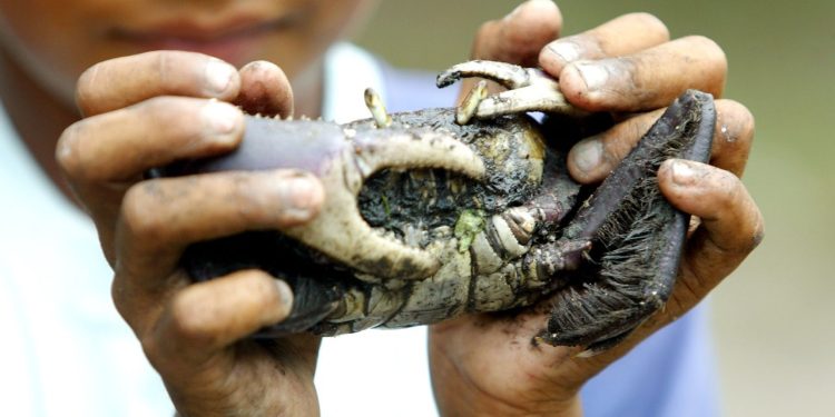 Captura do caranguejo-uçá volta a ser proibida no Paraná a partir deste sábado