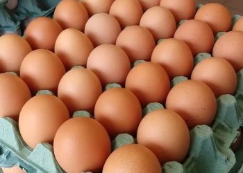 Frágil. Ovo resiste ao quilo e é o único vendido por dúzia