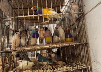 PCPR resgata mais de 5 mil aves exóticas em situação de maus-tratos em Arapongas
