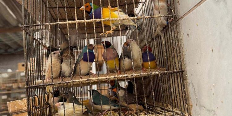 PCPR resgata mais de 5 mil aves exóticas em situação de maus-tratos em Arapongas