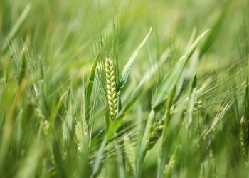 Paraná pode ter maior área de cevada da história e aumentar liderança nacional de produção