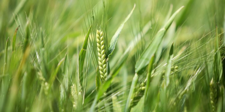 Paraná pode ter maior área de cevada da história e aumentar liderança nacional de produção