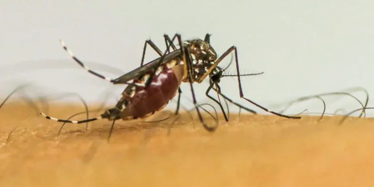 Brasil ultrapassa 1 milhão de casos prováveis de dengue em 2025
