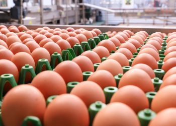 202 milhões de dúzias: produção de ovos para consumo cresce 5,7% no Paraná em 2024