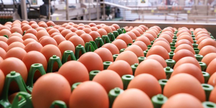 202 milhões de dúzias: produção de ovos para consumo cresce 5,7% no Paraná em 2024