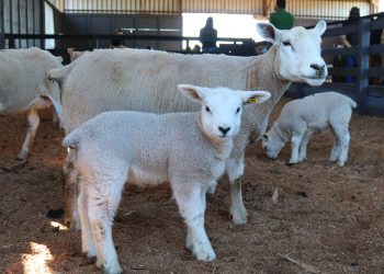 CooperAliança garante rastreabilidade total do cordeiro: do campo à mesa, com confiança e qualidade