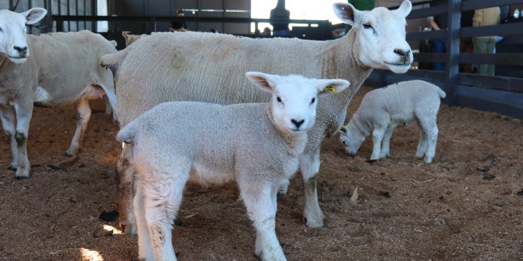 CooperAliança garante rastreabilidade total do cordeiro: do campo à mesa, com confiança e qualidade