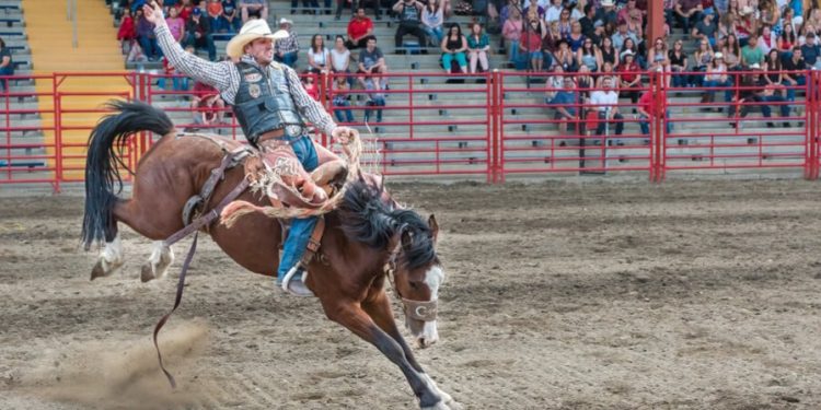 Estrutura para o rodeio da Festa do Carneiro no Buraco em licitação