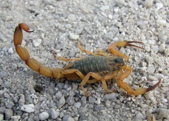 Incidência de escorpiões deixa Vigilância Ambiental de Campo Mourão em alerta