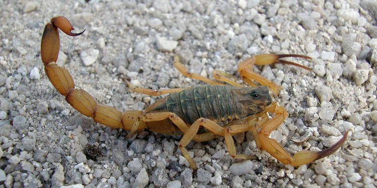 Incidência de escorpiões deixa Vigilância Ambiental de Campo Mourão em alerta