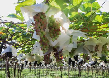 Paraná vai mapear pomares de uva para reforçar prevenção contra deriva de agrotóxicos