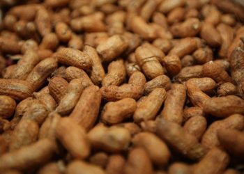 Protagonista das festas juninas, amendoim é cultivado em 200 municípios do Paraná