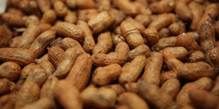 Protagonista das festas juninas, amendoim é cultivado em 200 municípios do Paraná