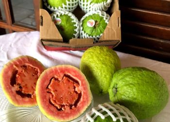 Carlópolis, que produz 37,7 mil toneladas de frutas, sediará o VI Simpósio da Fruticultura