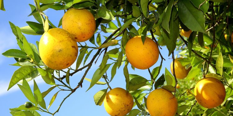 Estado prorroga por 180 dias emergência fitossanitária contra o greening