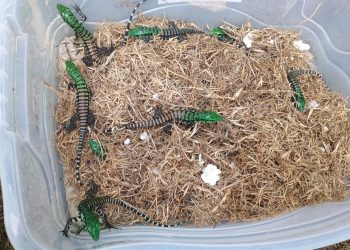 Se encontrar, não acorde: lagartos teiú entram em período de sono profundo no inverno