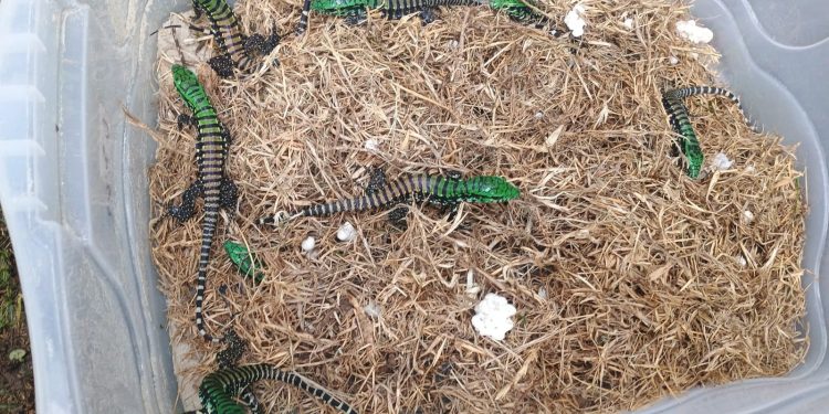 Se encontrar, não acorde: lagartos teiú entram em período de sono profundo no inverno