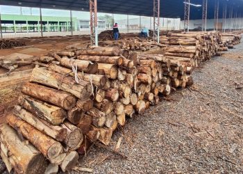 Carneiro no Buraco: 100 toneladas de lenha formarão o braseiro para os tachos