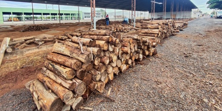Carneiro no Buraco: 100 toneladas de lenha formarão o braseiro para os tachos