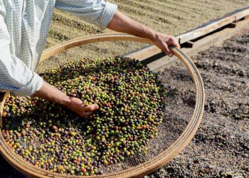 Valorização: Café de Mandaguari conquista a 20ª Indicação Geográfica do Paraná