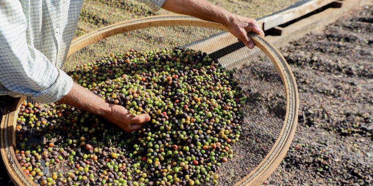 Valorização: Café de Mandaguari conquista a 20ª Indicação Geográfica do Paraná