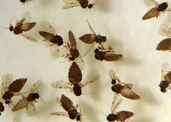 Antes restrita à Amazônia, febre oropouche se espalha pelo país