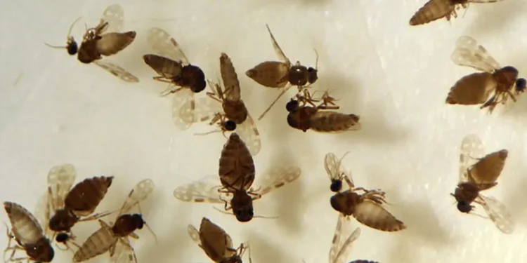 Antes restrita à Amazônia, febre oropouche se espalha pelo país