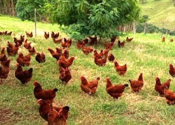Paraná entrega barracão e equipamentos para produção de ovos no Vale do Ivaí