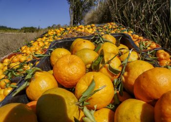 Sabor único: ponkan de Cerro Azul é a 21ª Indicação Geográfica do Paraná