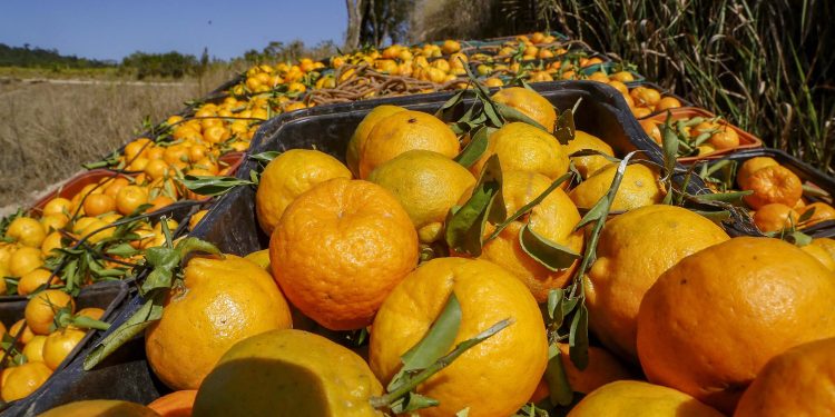 Sabor único: ponkan de Cerro Azul é a 21ª Indicação Geográfica do Paraná