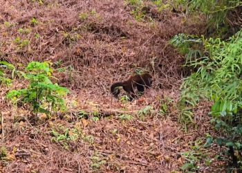 Após ser encontrado no mar, bugio-ruivo é reintegrado à natureza no Litoral do Paraná