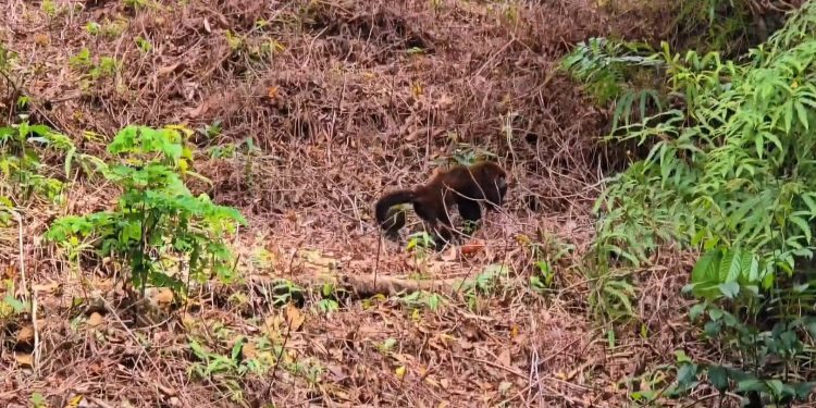 Após ser encontrado no mar, bugio-ruivo é reintegrado à natureza no Litoral do Paraná