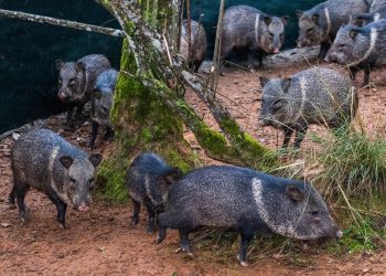 Parceria entre IAT e criadouro repovoou Parque das Lauráceas com mais de 500 animais