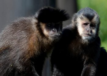 Macacos-prego resgatados pelo IAT já estão adaptados ao Zoológico de Curitiba