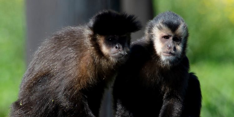 Macacos-prego resgatados pelo IAT já estão adaptados ao Zoológico de Curitiba