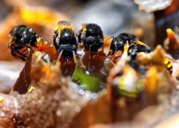 Poliniza Paraná: xarope à base de água e açúcar garantiu a saúde das abelhas no inverno