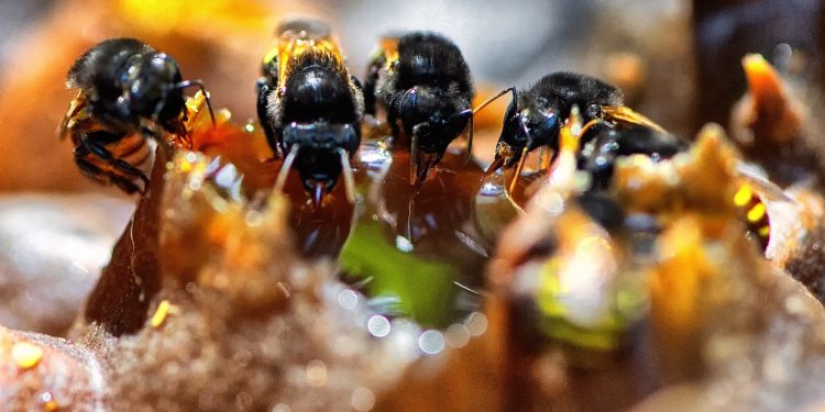 Poliniza Paraná: xarope à base de água e açúcar garantiu a saúde das abelhas no inverno