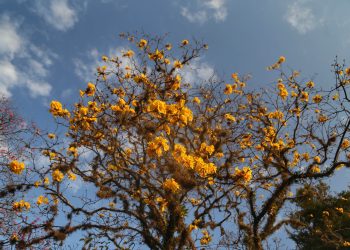 Primavera começa na próxima segunda com temperaturas altas; estação terá tempestades