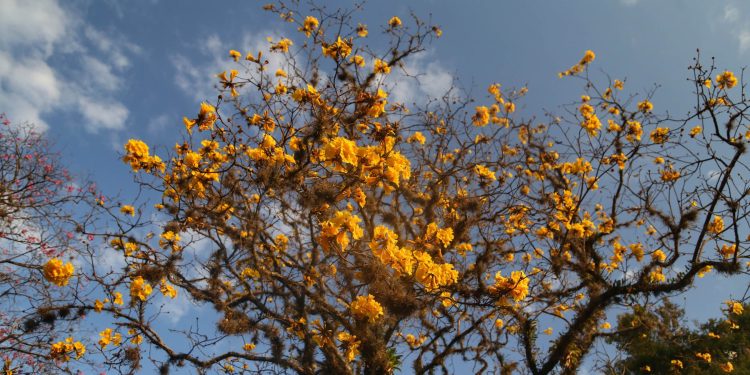 Primavera começa na próxima segunda com temperaturas altas; estação terá tempestades
