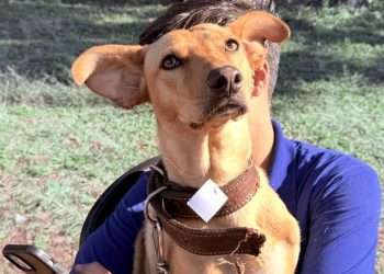 Castração gratuita de animais domésticos atende 140 cães e gatos na Região do Lar Paraná