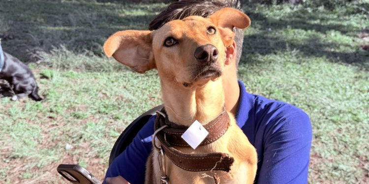 Castração gratuita de animais domésticos atende 140 cães e gatos na Região do Lar Paraná