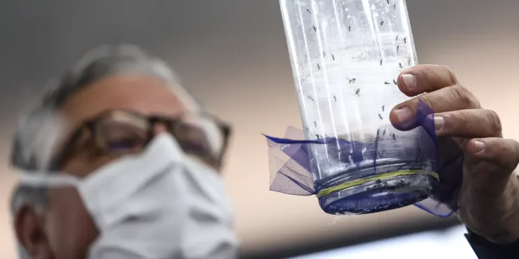 Fábrica de mosquitos oferece tecnologias para redução da dengue