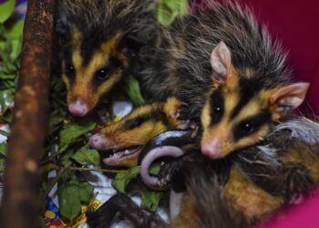 IAT alerta para preservação da fauna silvestre durante período reprodutivo das espécies